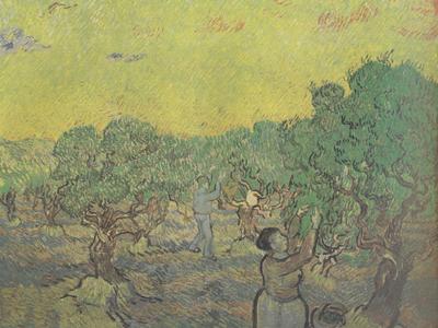Vincent Van Gogh Olive Grove with Picking Figures (nn04) oil painting picture
